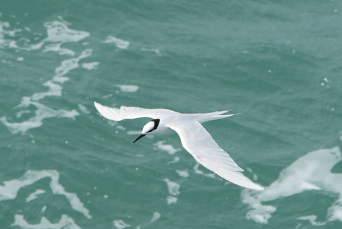 Black-naped Tern