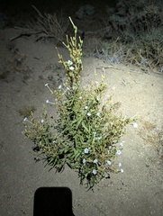 Nicotiana attenuata, photograph (c) Trevor Van Loon, some rights reserved (CC BY)