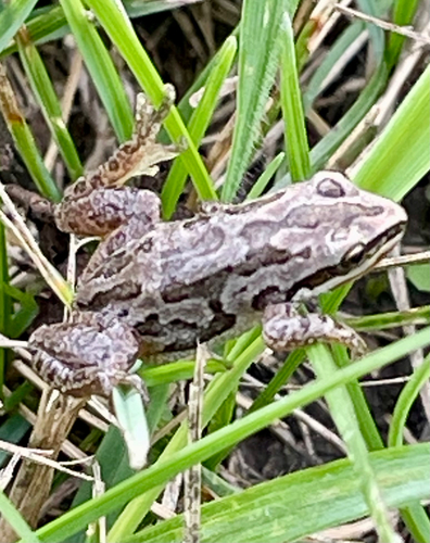 Boreal Chorus Frog