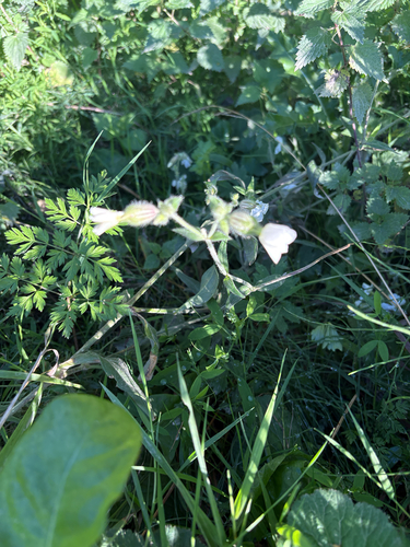 white campion