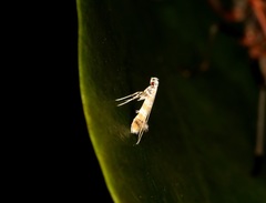 Gibbovalva singularis