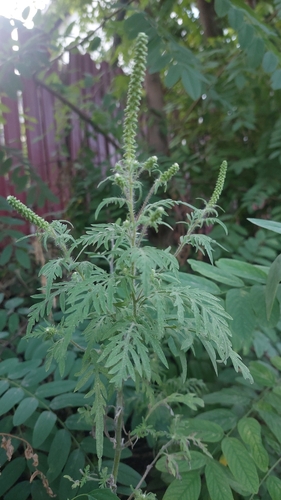 common ragweed