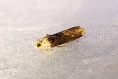 Hedya iophaea