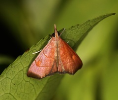 Hemiscopis sanguinea