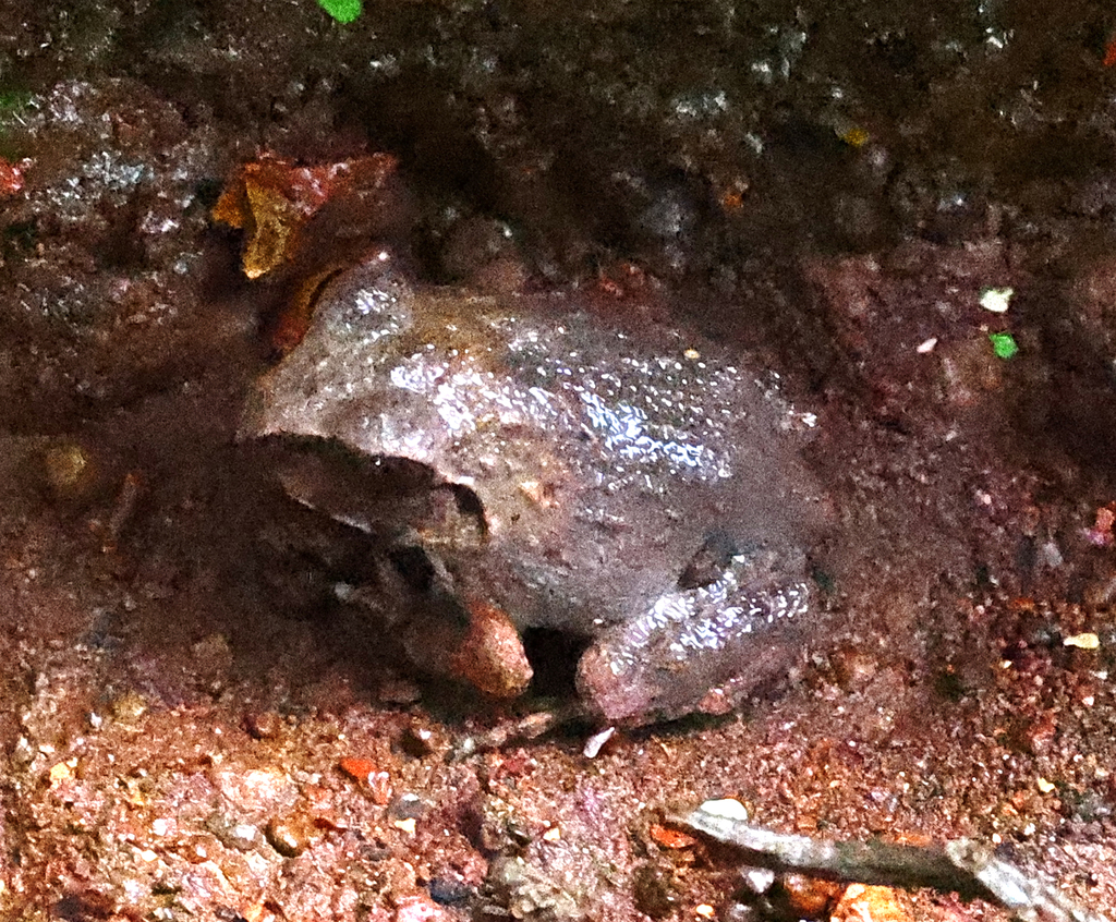 Dobson's Burrowing Frog (Sphaerotheca dobsonii)