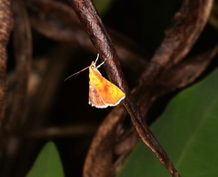 Hyalobathra micralis