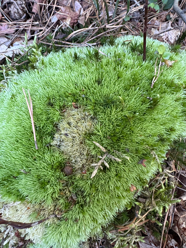 Pincushion Moss