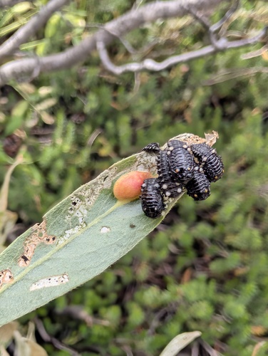 iNaturalist observation photo of Willow Leaf Beetle