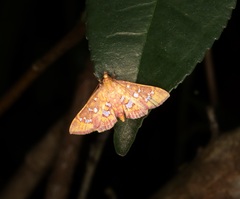 Ischnurges gratiosalis