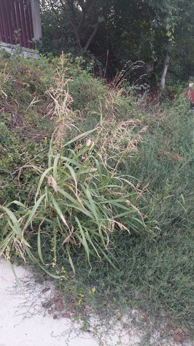 Johnson grass