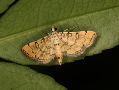 Lamprosema tampiusalis