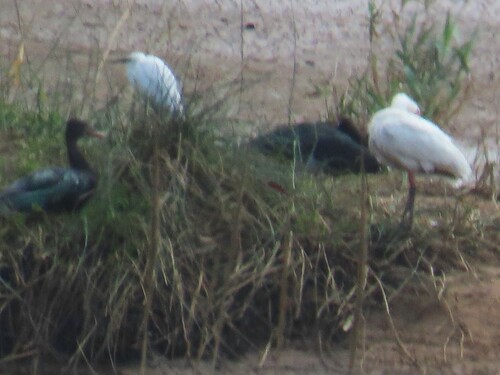 iNaturalist image