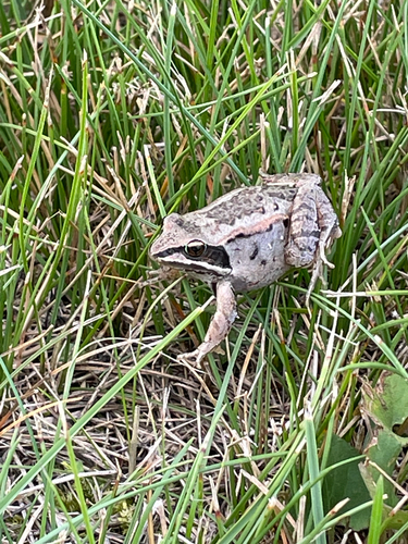 Wood Frog