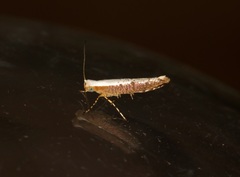 Argyresthia lata