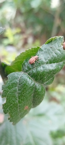 Nut Leaf Weevil, 9406 XP Assen, Netherlands, photo 6 of 10
