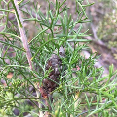 Petrophile canescens