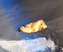 Neocalyptis liratana