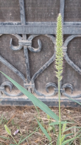 hooked bristle grass