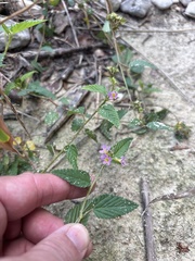 Melochia pyramidata