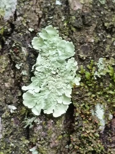 common greenshield lichen