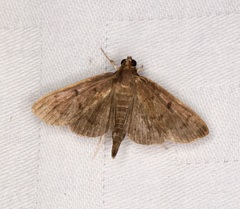 Omiodes tristrialis