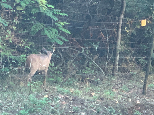 Southern Bushbuck