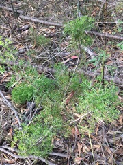 Petrophile canescens