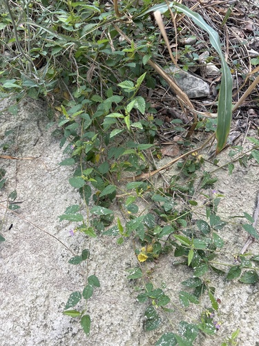 Melochia pyramidata, photograph 2
