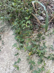 Melochia pyramidata, photograph (c) Sam Kieschnick, some rights reserved (CC BY)