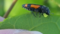 Ptosima gibbicollis