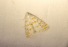 Patissa fulvosparsa