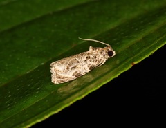 Phaecasiophora leechi