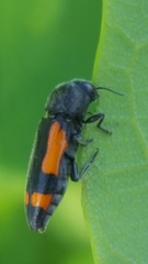 Ptosima gibbicollis