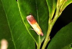 Piesmopoda semilutea