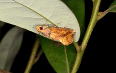 Plusiodonta coelonota