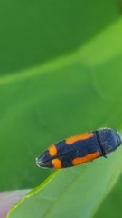 Ptosima gibbicollis