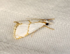 Pseudargyria interruptella