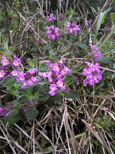Lantana fucata