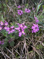 Lantana fucata