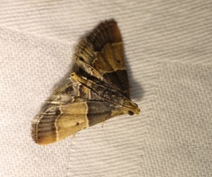 Pyralis pictalis