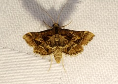 Diasemia accalis