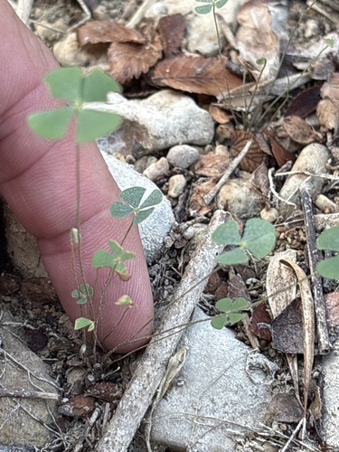 Marsilea vestita