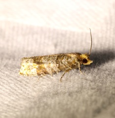 Retinia cristata