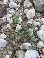 Marsilea vestita, photograph (c) Sam Kieschnick, some rights reserved (CC BY)