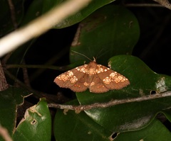 Saroba pustulifera