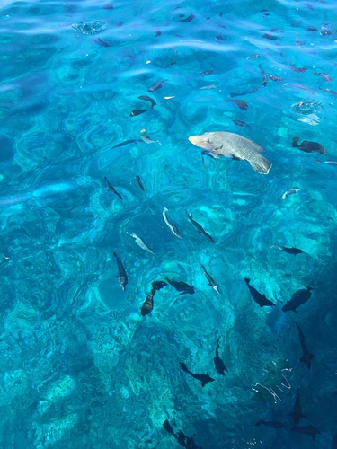 Humphead wrasse
