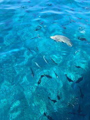 Humphead wrasse
