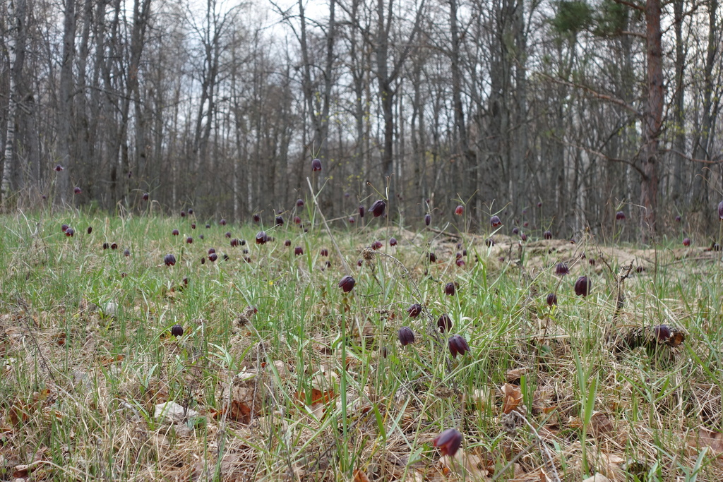 Ruthenian Fritillary (Fritillaria ruthenica) - Botanical Realm