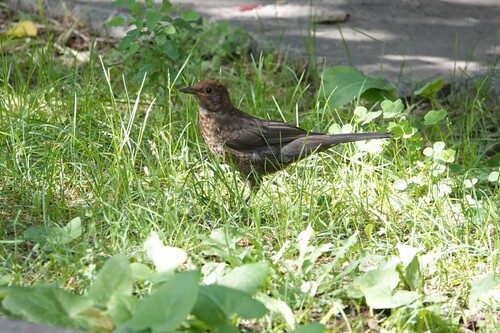 Eurasian Blackbird