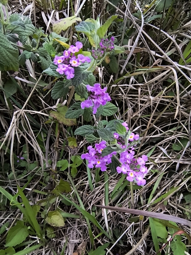 Lantana fucata, photograph 2